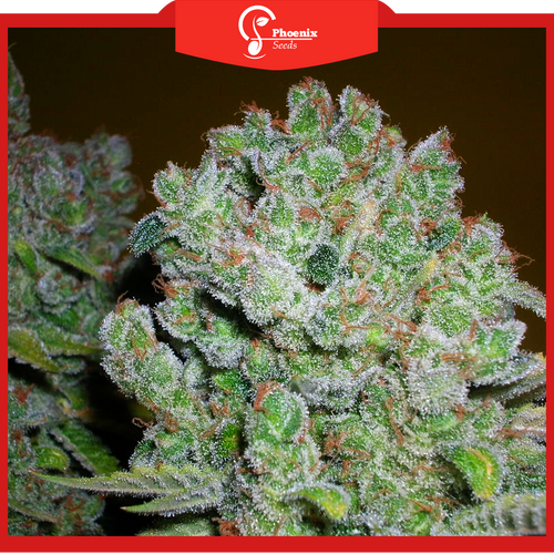 AK47 (Feminized)