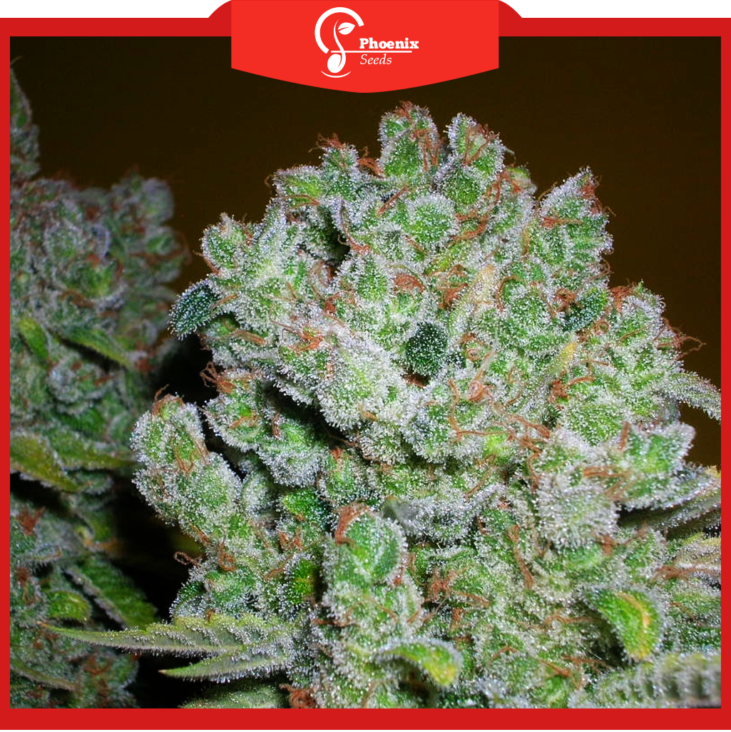 AK47 (Feminized)