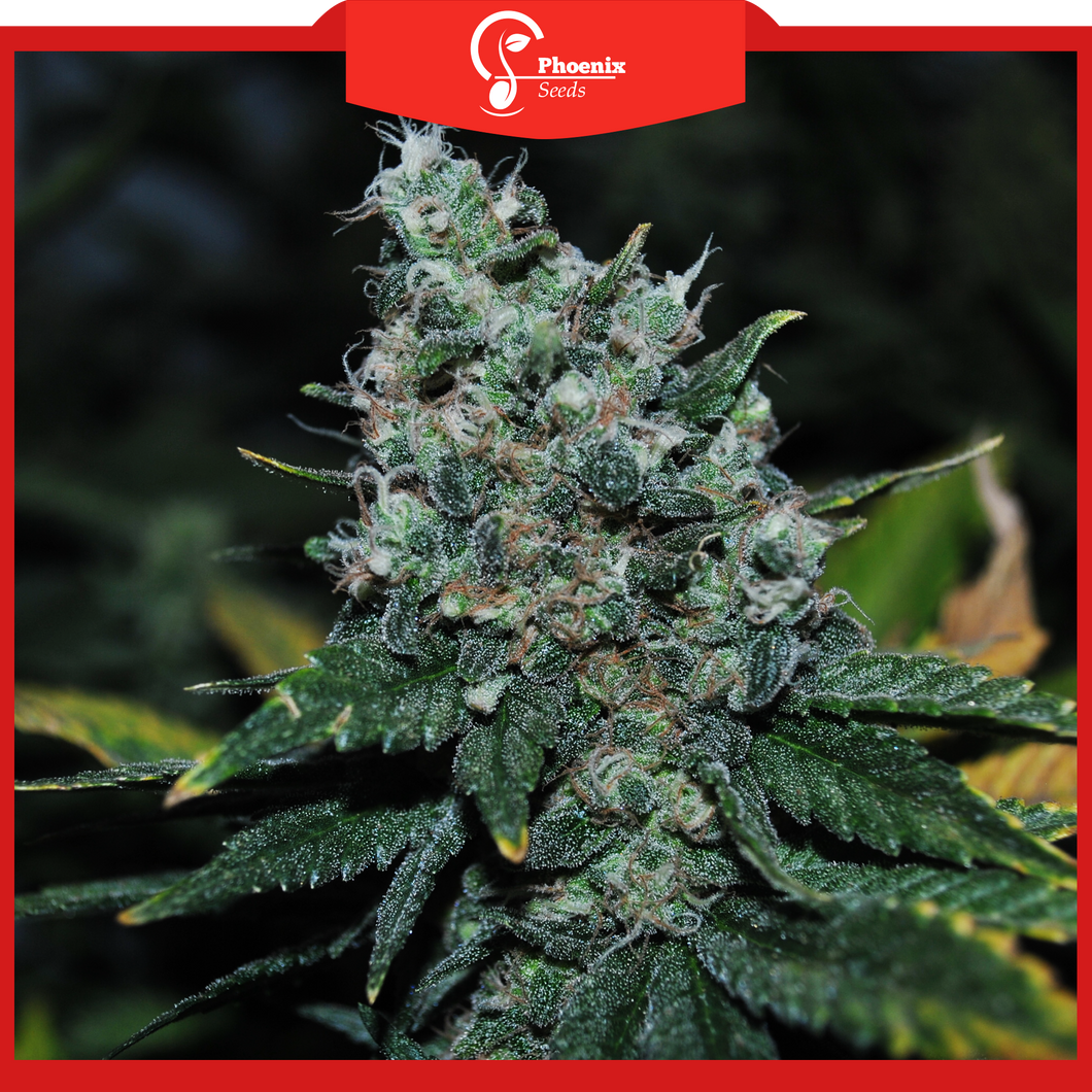 Amnesia (Auto-Flower)