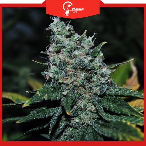 Amnesia (Feminized)