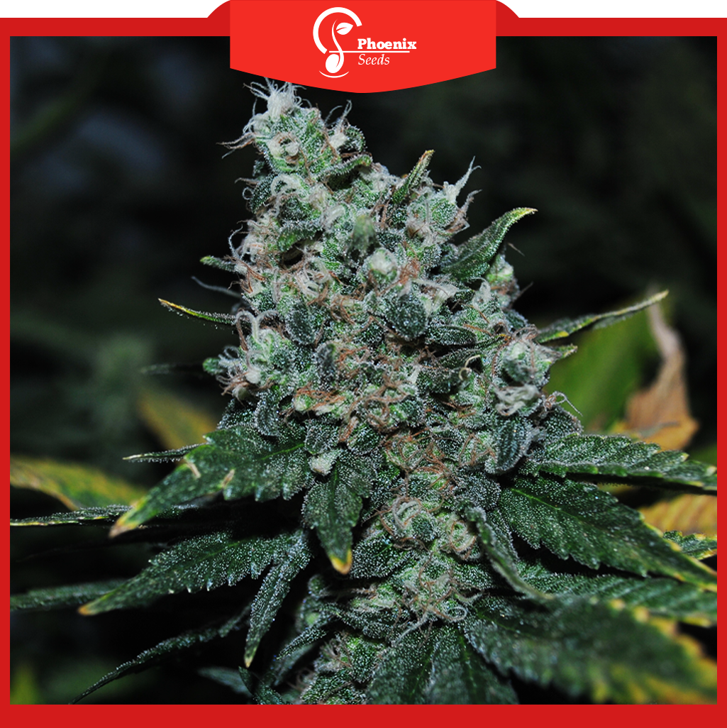 Amnesia (Feminized)