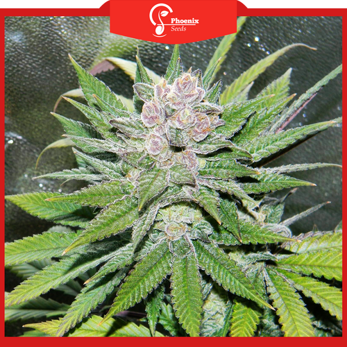 Blueberry (Auto-Flower)