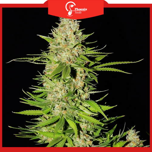 Blueberry (Feminized)