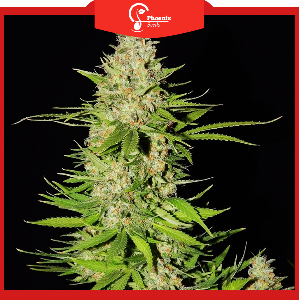 Blueberry (Feminized)