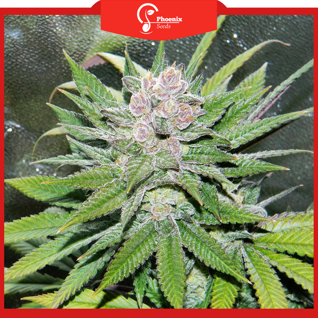 Blueberry (Auto-Flower)