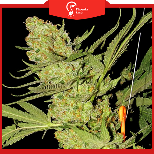Caramel (Feminized)