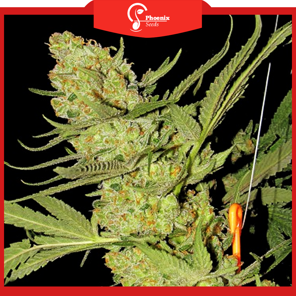 Caramel (Feminized)