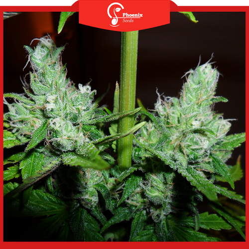 Cheese XL (Auto-Flower)