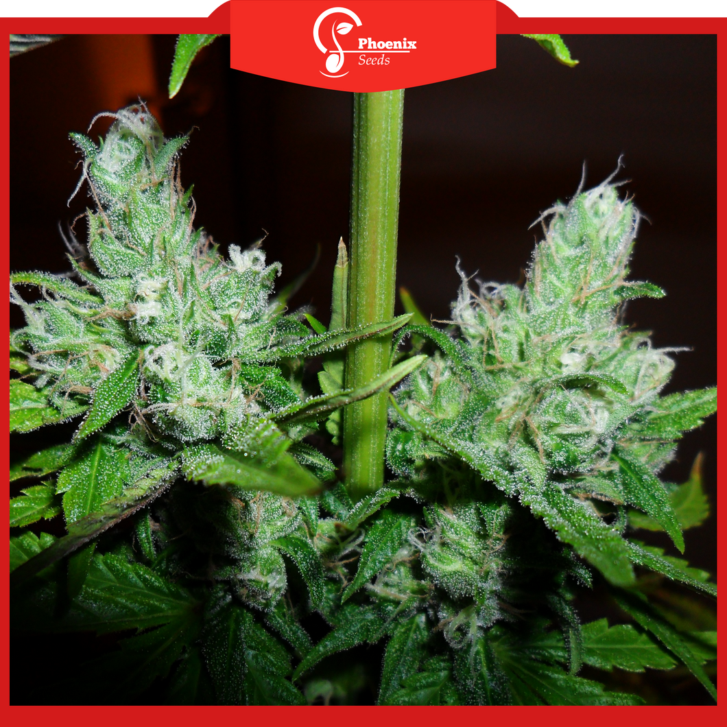 Cheese XL (Auto-Flower)