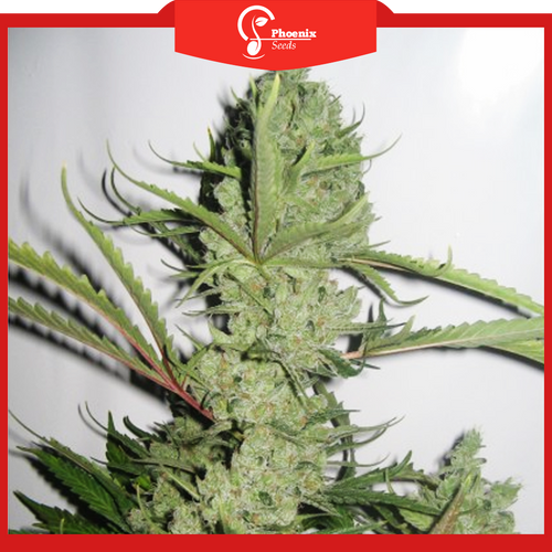 Cheese (Feminized)