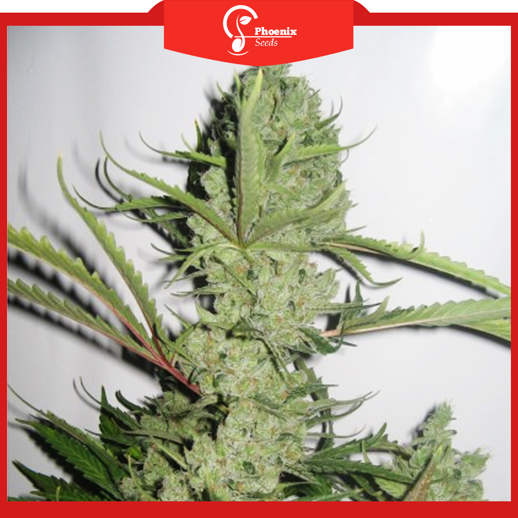 Cheese (Feminized)