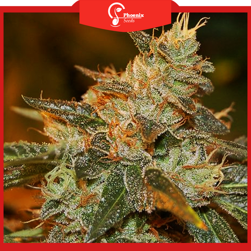 Confidential Kush (Feminized)