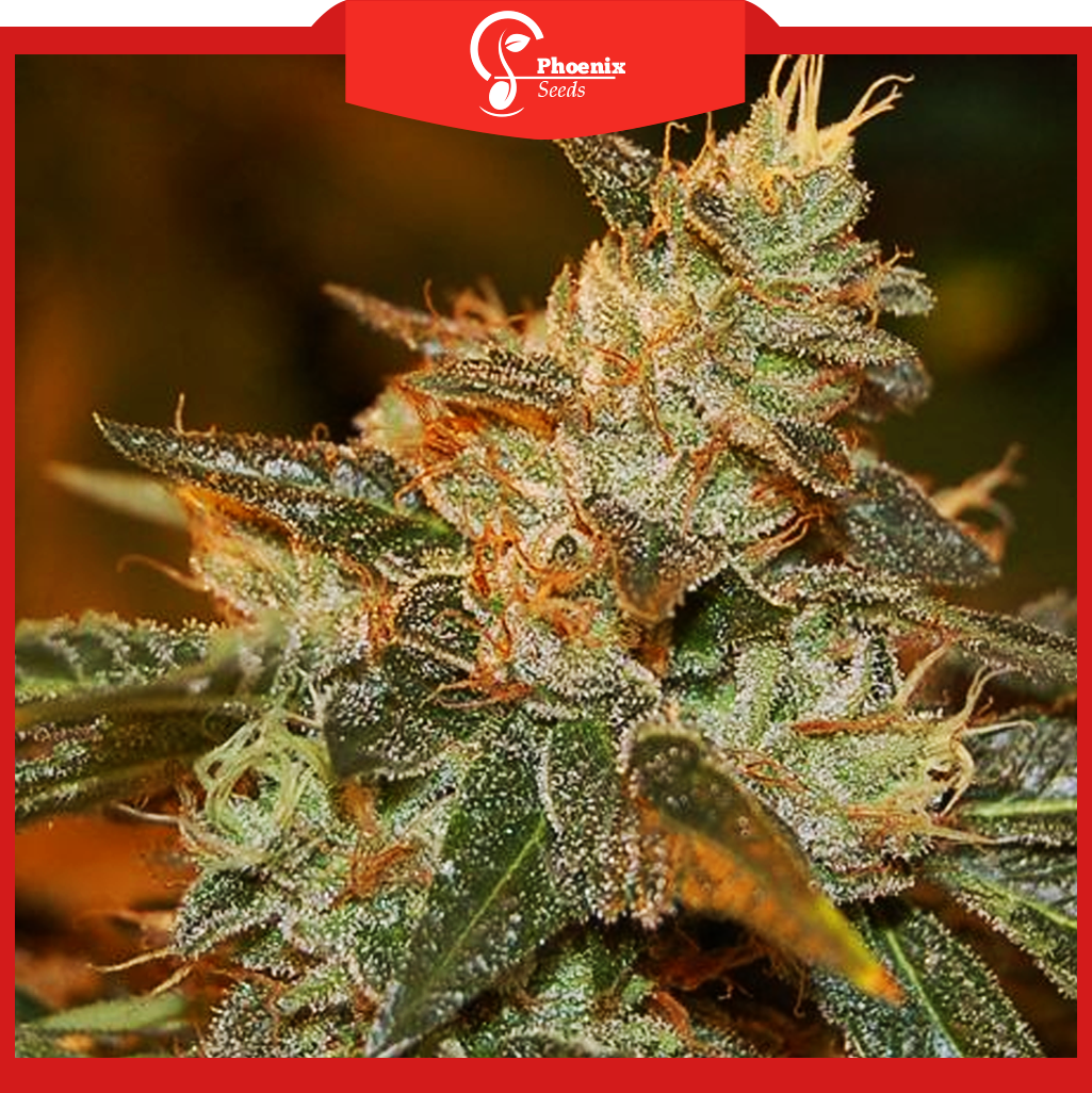 Confidential Kush (Feminized)