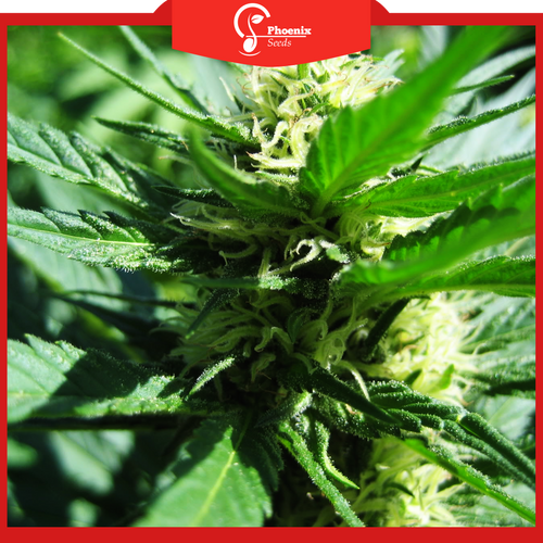 Cream Mandarin (Auto-Flower)