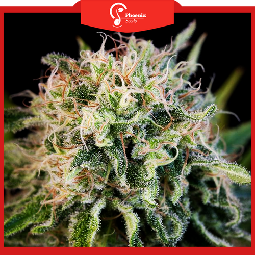 Critical Jack (Feminized)