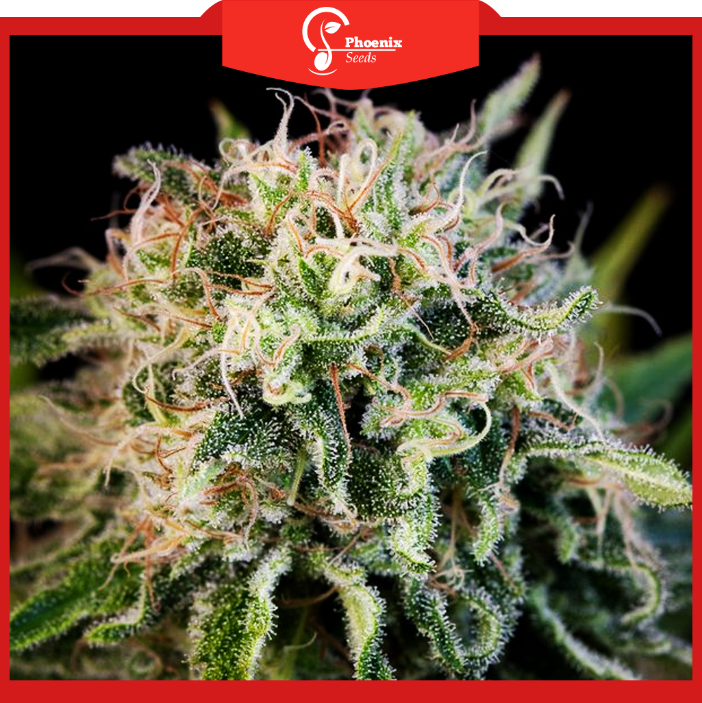 Critical Jack (Feminized)