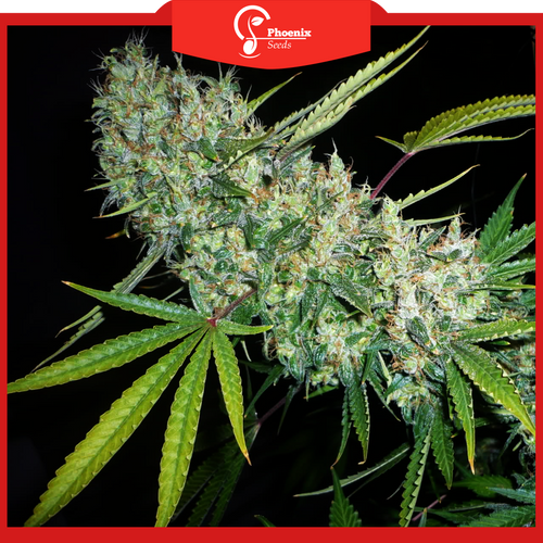 Critical Mass (Auto-Flower)