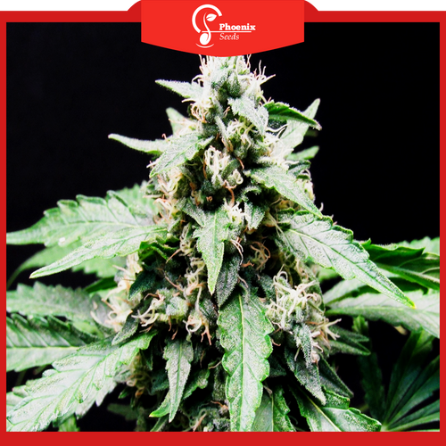 Critical Widow (Feminized)