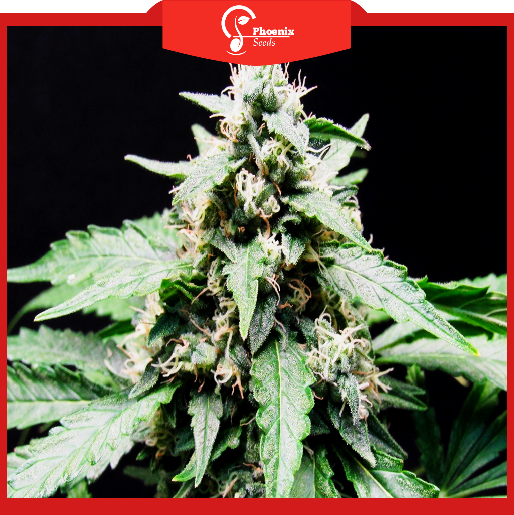 Critical Widow (Feminized)