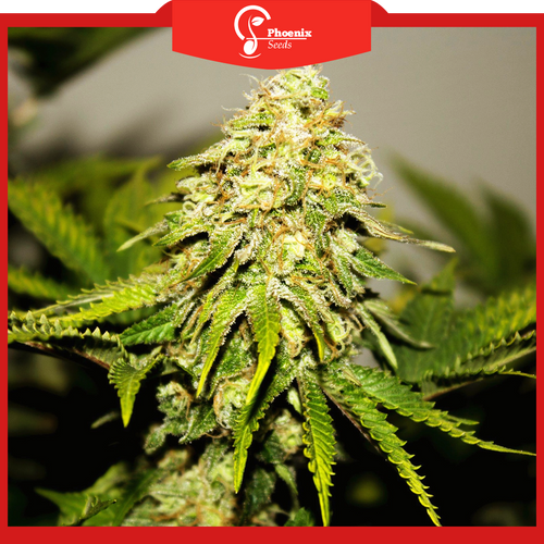 Critical + (Feminized)