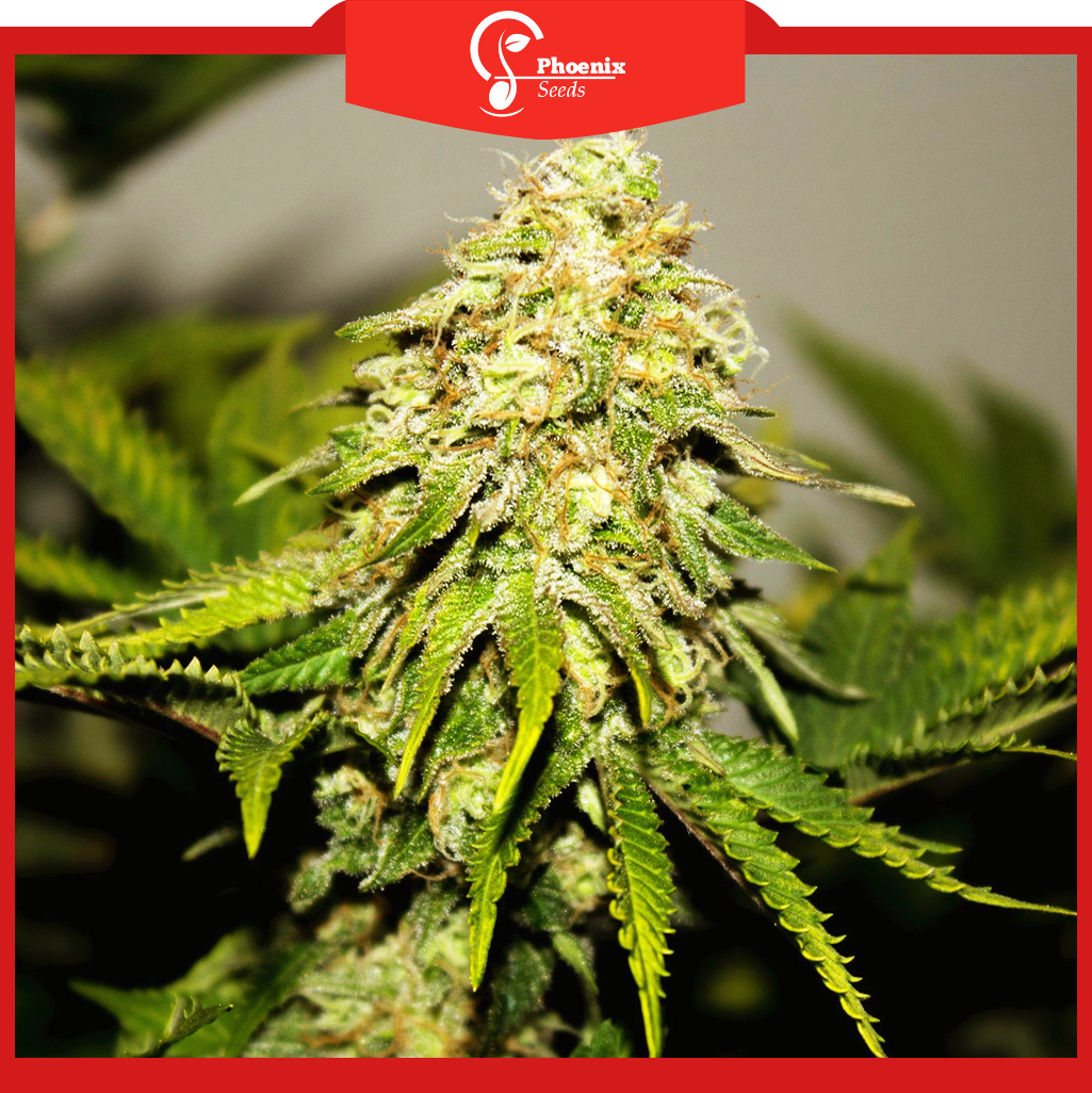 Critical + (Feminized)