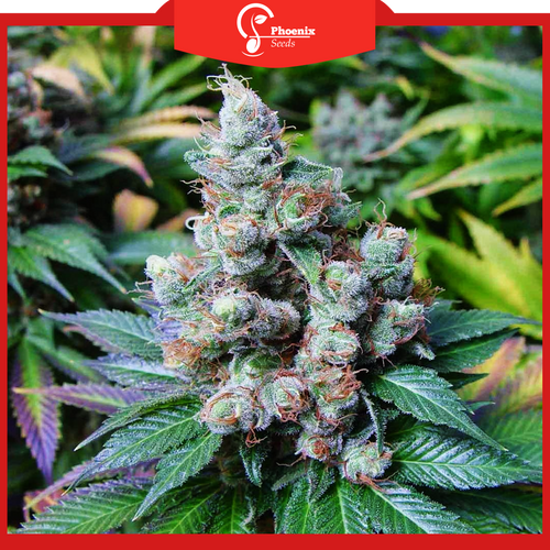 Diesel (Auto-Flower)