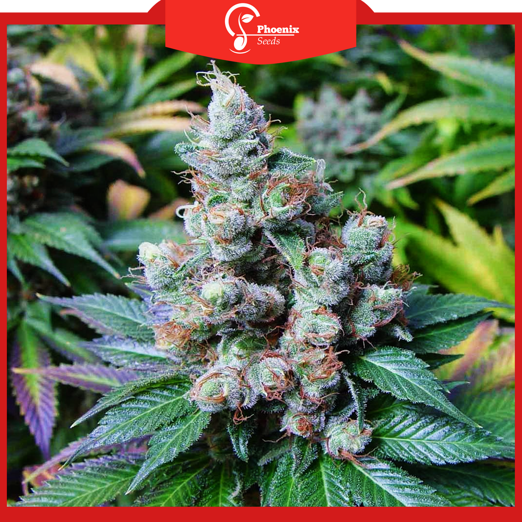 Diesel (Auto-Flower)