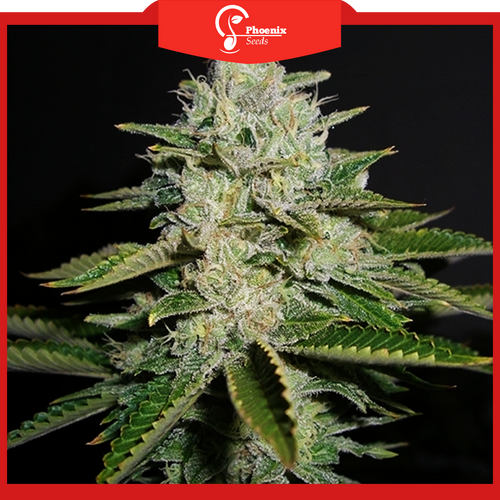 Diesel (Feminized)