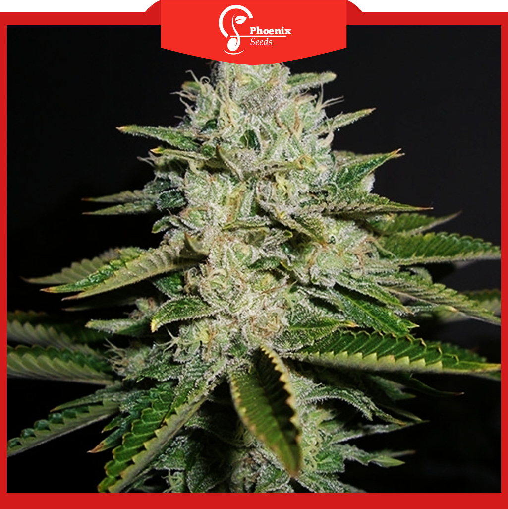 Diesel (Feminized)