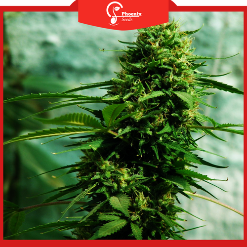 Jack Herer (Auto-Flower)