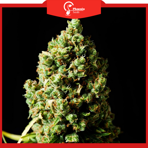Jack Herer (Feminized)