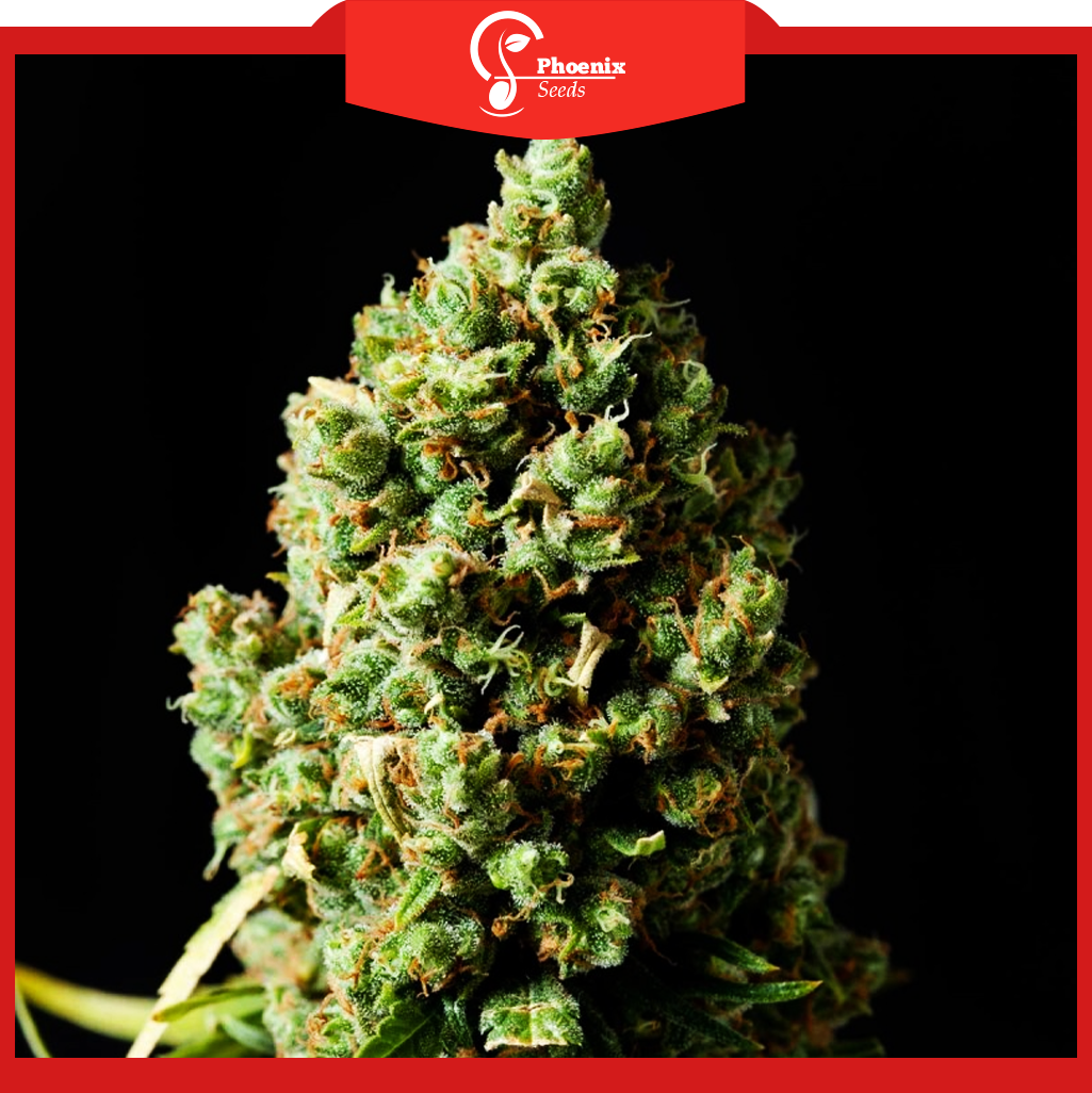 Jack Herer (Feminized)