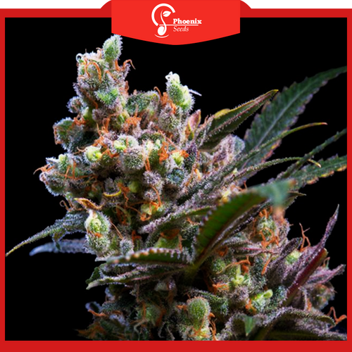 Kritikal Bilbo (Feminized)
