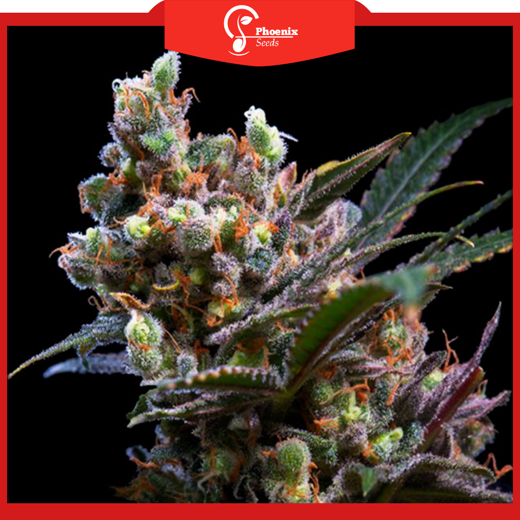 Kritikal Bilbo (Feminized)