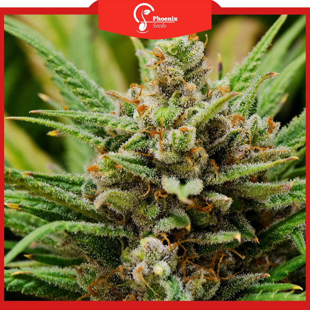 Lemon Haze (Auto-Flower)