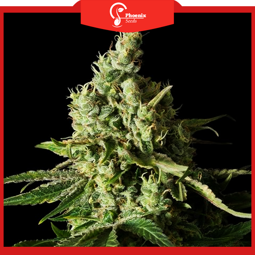 Moby Dick (Feminized)