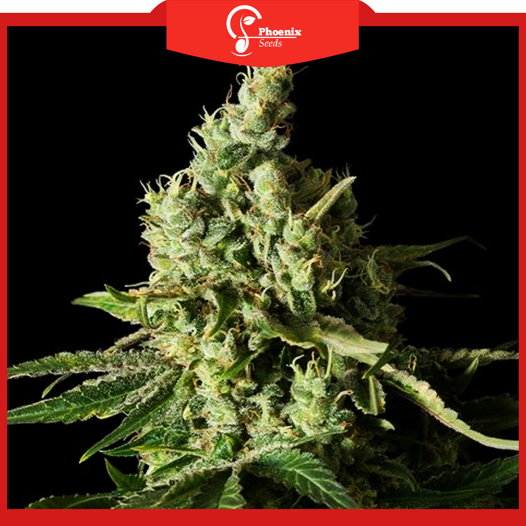 Moby Dick (Feminized)