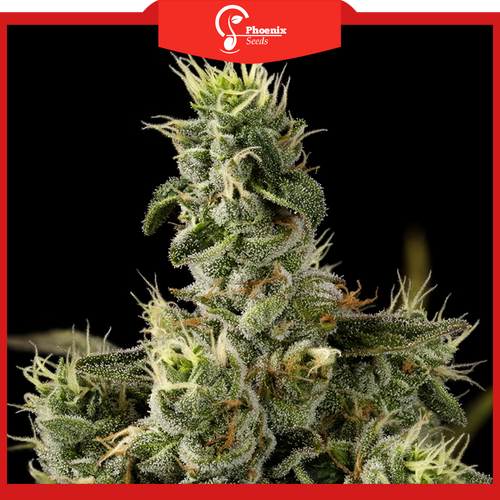 Nicole Kush (Feminized)