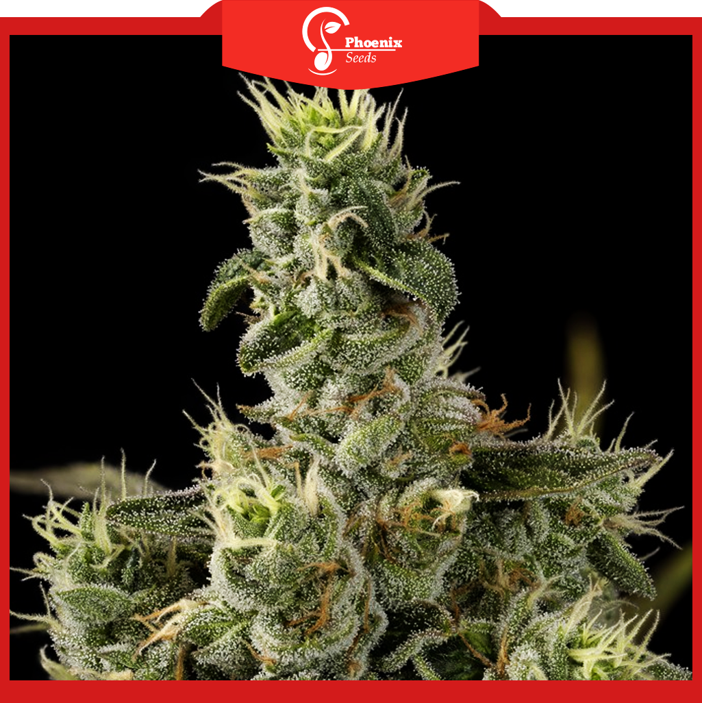 Nicole Kush (Feminized)