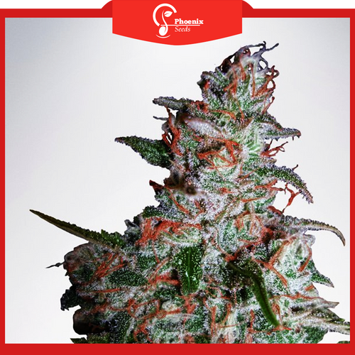 Northern Lights (Feminized)