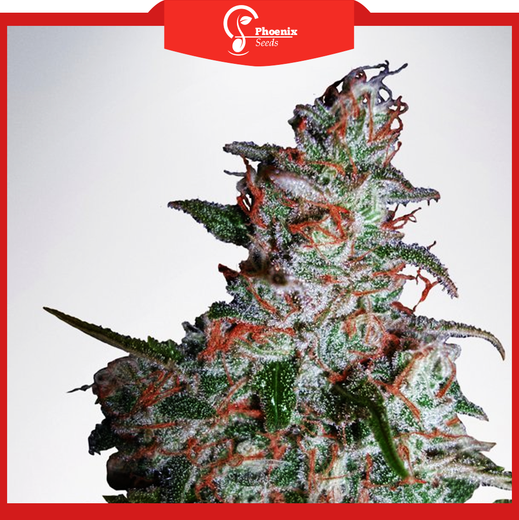 Northern Lights (Feminized)