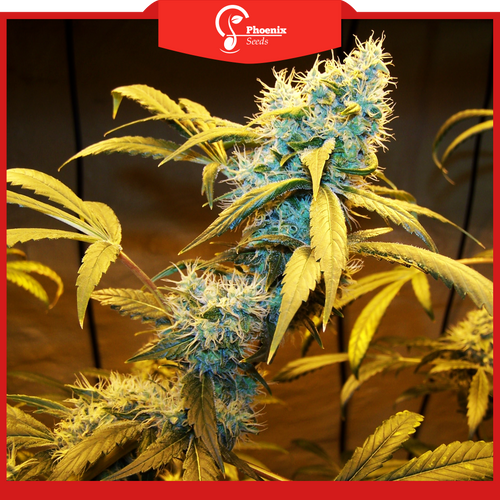 Northern Lights x Big Bud (Auto-Flower)