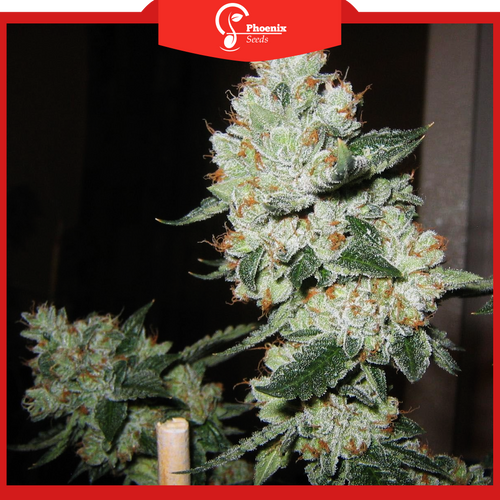 OG Kush (Auto-Flower)