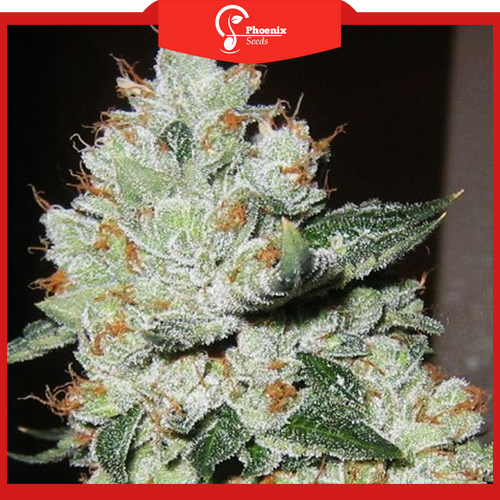 OG Kush (Feminized)