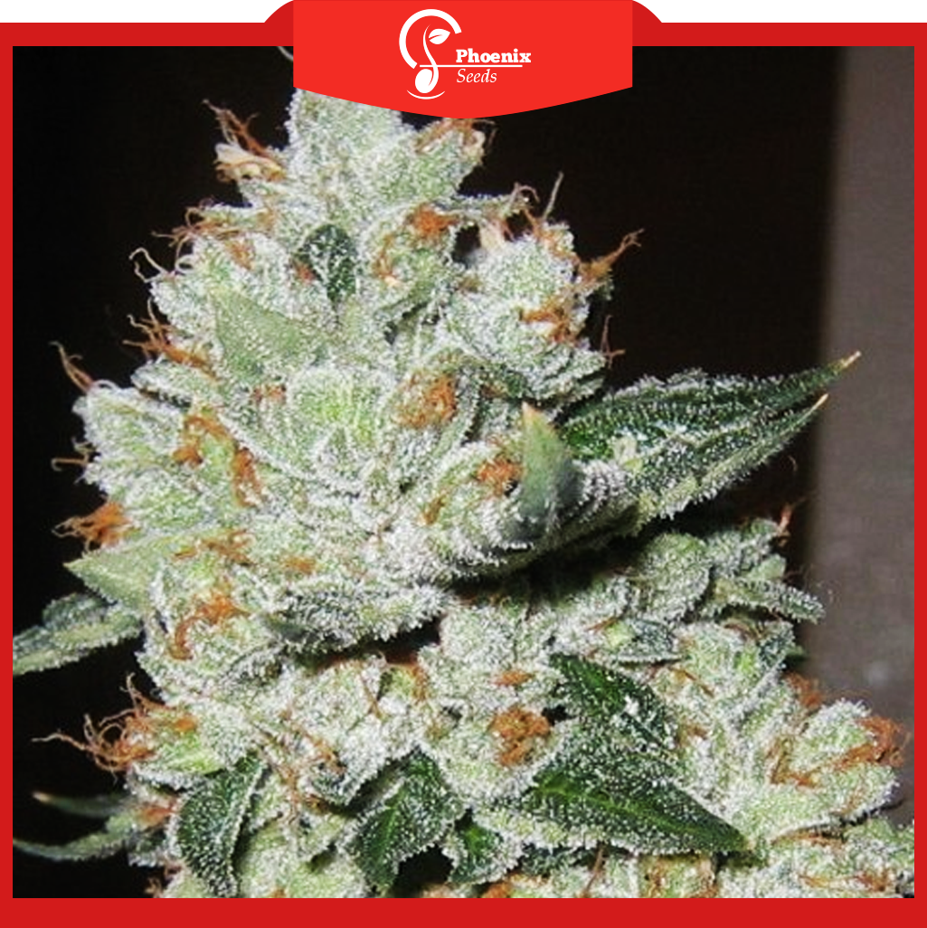 OG Kush (Feminized)