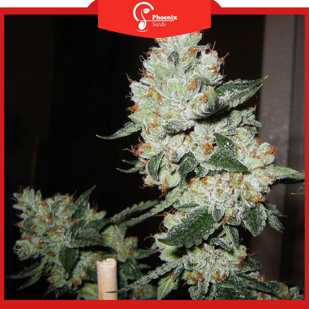 OG Kush (Auto-Flower)