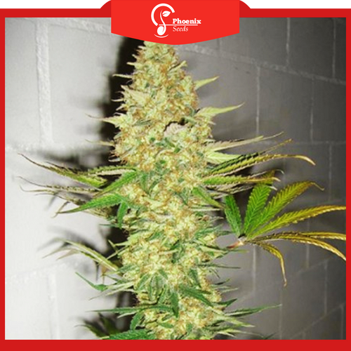 Power Plant (Feminized)