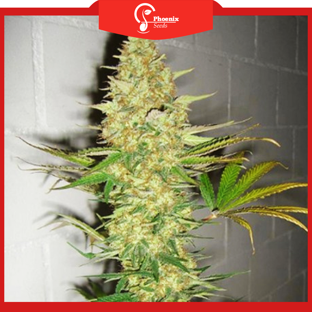 Power Plant (Feminized)