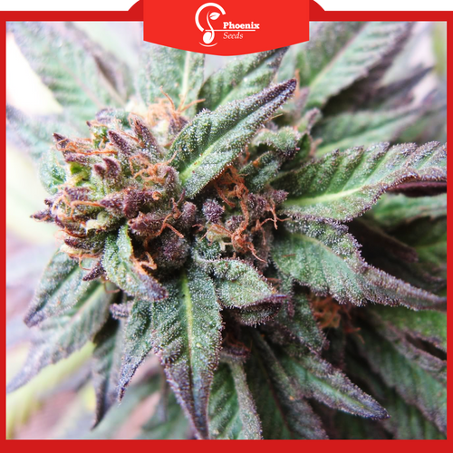 Purple Kush (Auto-Flower)