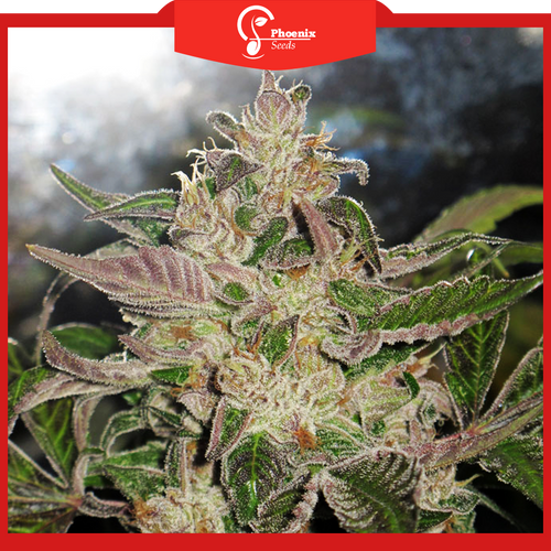 Purple Kush (Feminized)